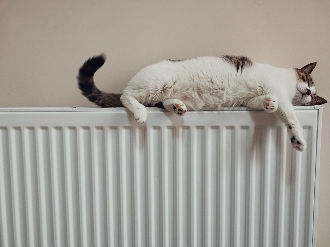 white-and-black-cat-on-white-radiator-heater-2vctlspeawi